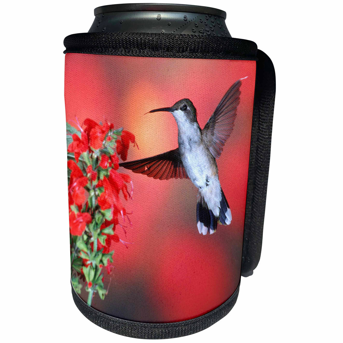 3dRose Danita Delimont - Hummingbirds - Ruby-throated Hummingbird female on Scarlet Sage, Marion Co., Illinois - Can Cooler Bottle Wrap (cc_259300)