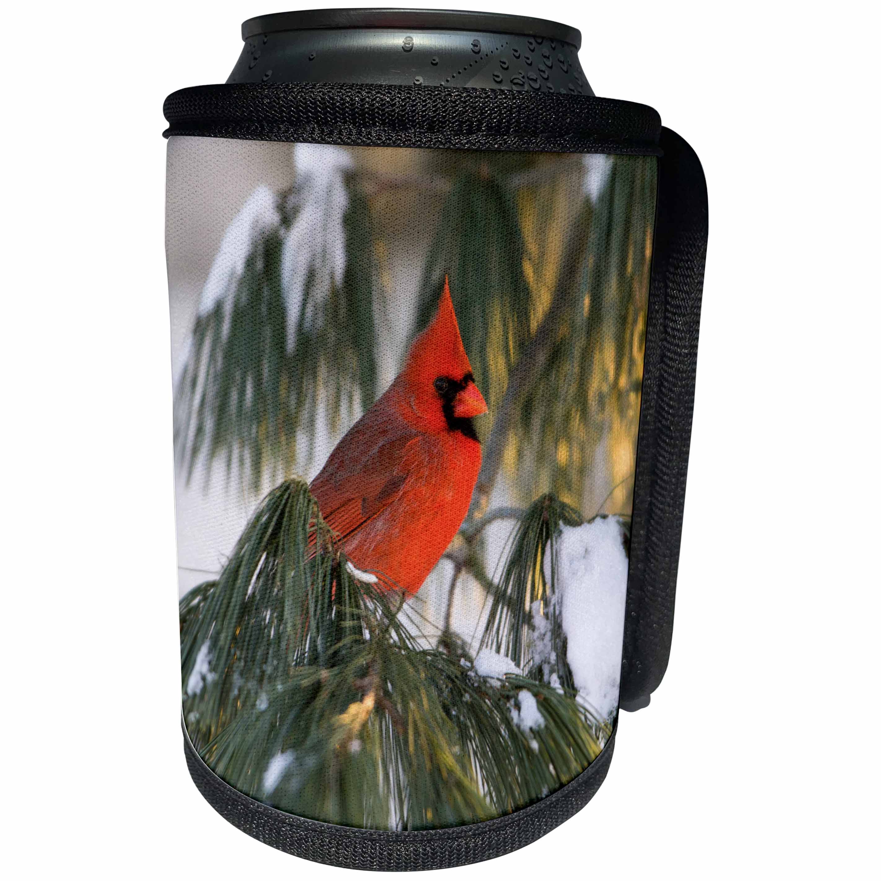 3dRose Danita Delimont - Birds - Northern Cardinal male in a pine tree in winter, Marion Co, Illinois - Can Cooler Bottle Wrap (cc_259301)