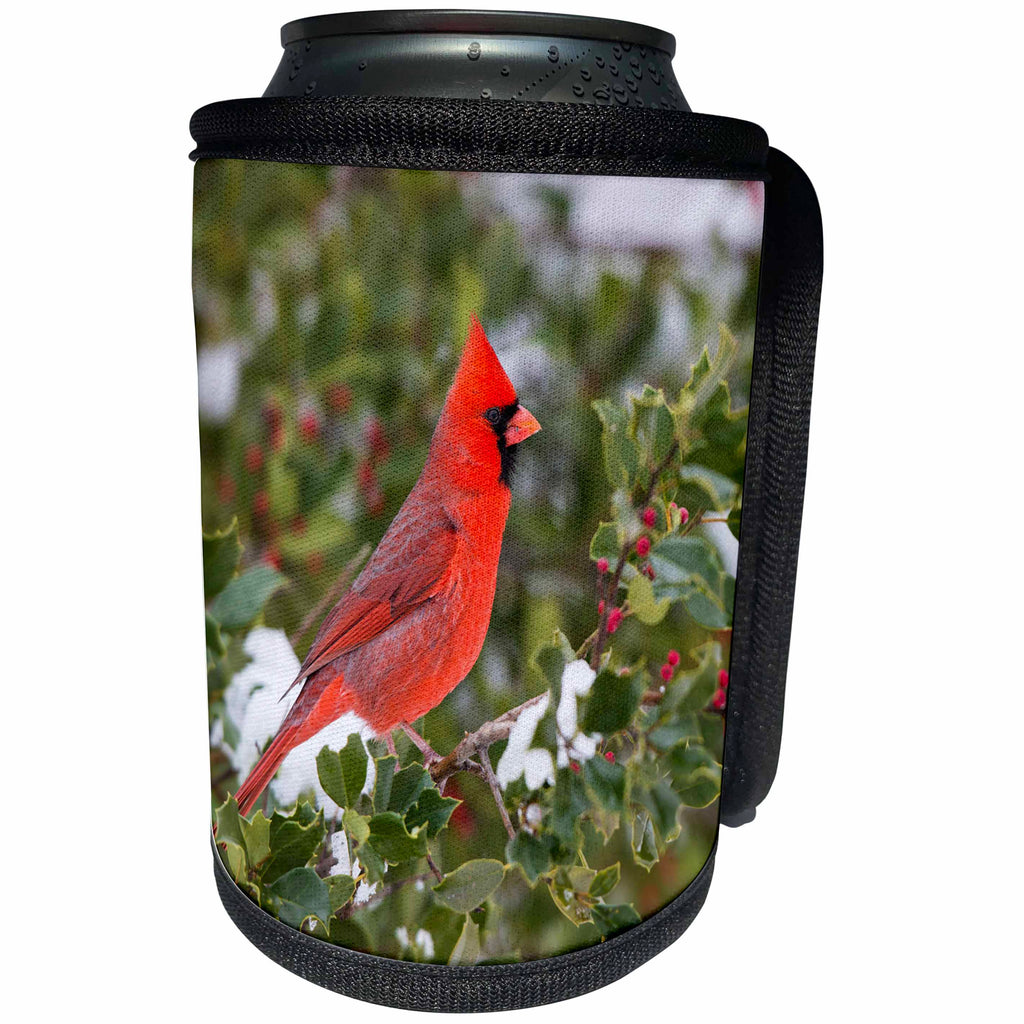 3dRose Danita Delimont - Birds - Northern Cardinal male in Holly tree, winter, Marion County, Illinois - Can Cooler Bottle Wrap (cc_259302)