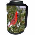3dRose Danita Delimont - Birds - Northern Cardinal male in Holly tree, winter, Marion County, Illinois - Can Cooler Bottle Wrap (cc_259302)