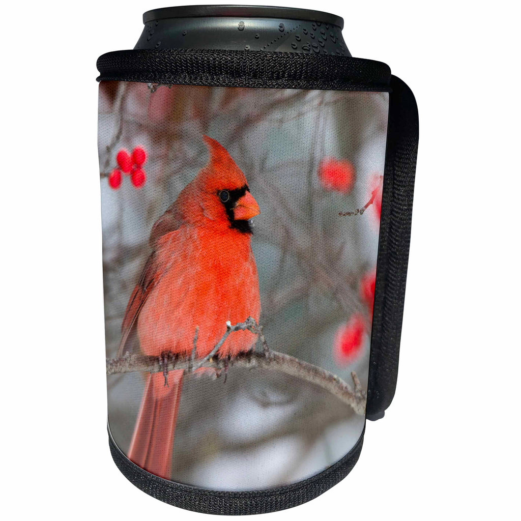 3dRose Danita Delimont - Birds - Northern Cardinal male on Winterberry bush in winter, Illinois - Can Cooler Bottle Wrap (cc_259306)