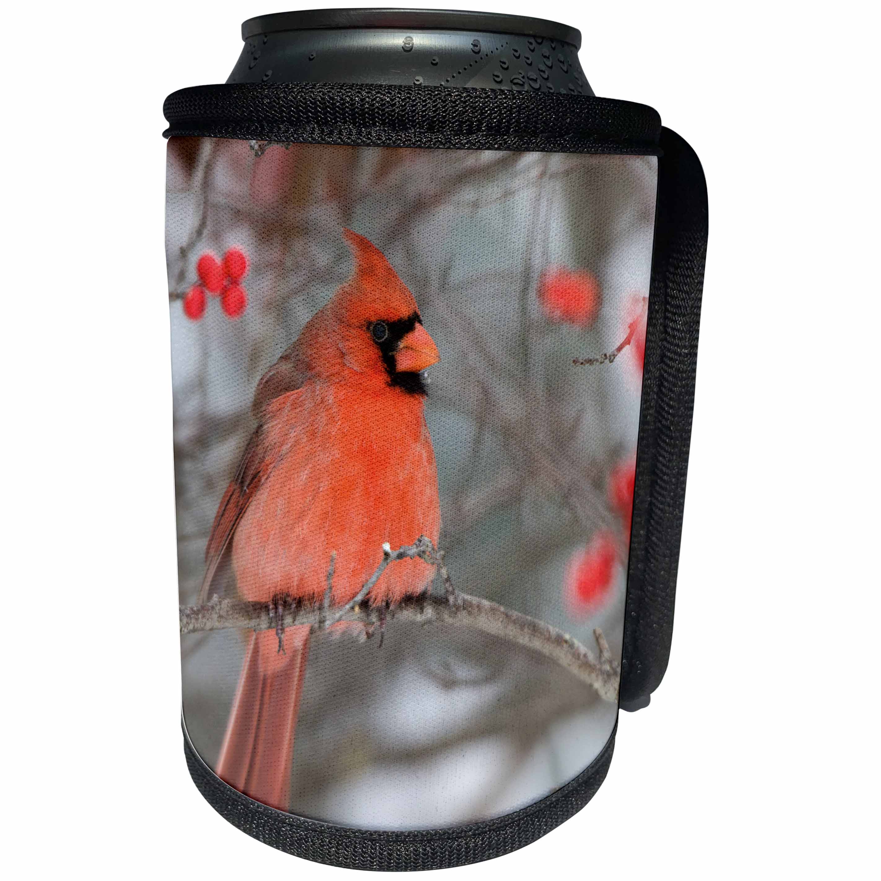 3dRose Danita Delimont - Birds - Northern Cardinal male on Winterberry bush in winter, Illinois - Can Cooler Bottle Wrap (cc_259306)