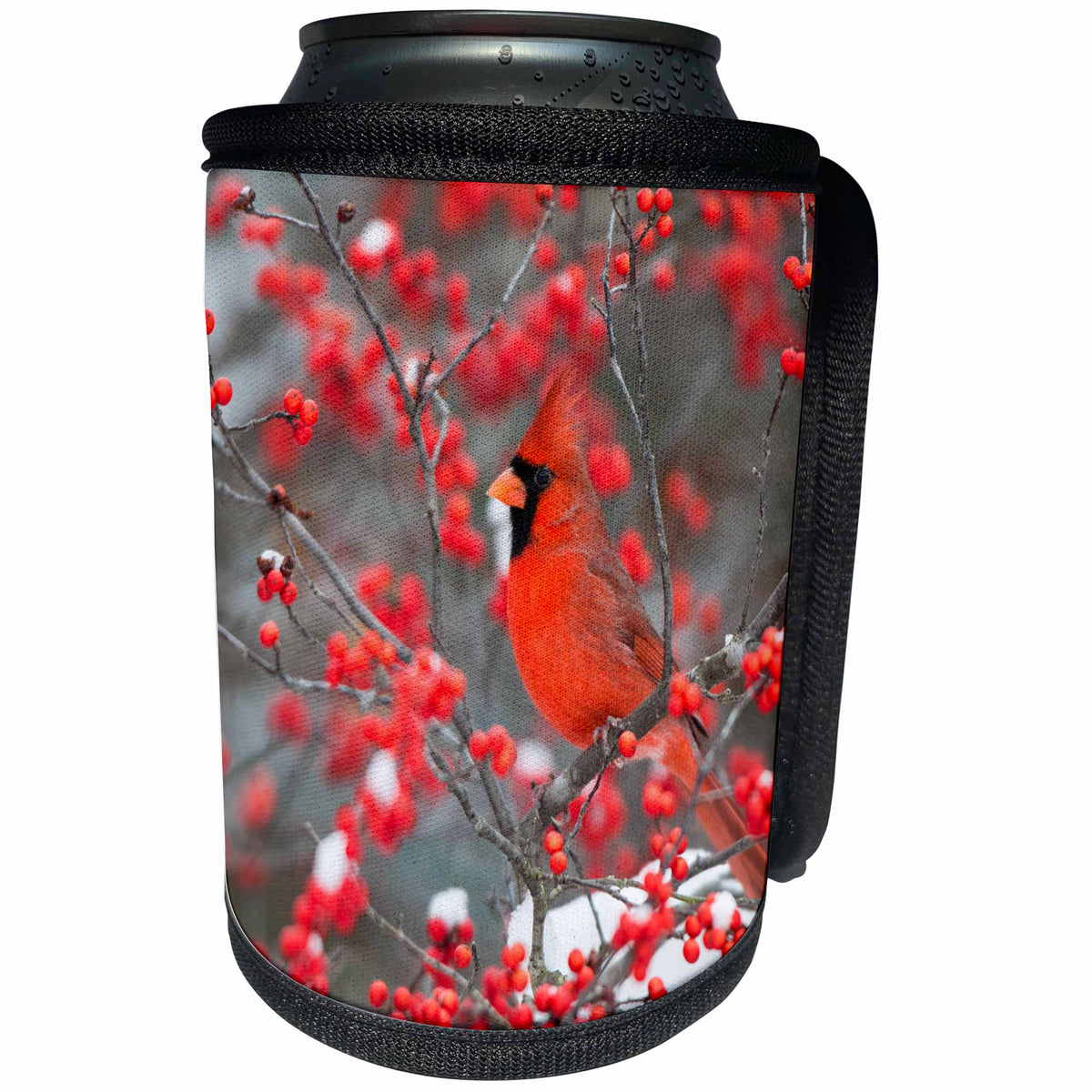 3dRose Danita Delimont - Birds - Northern Cardinal in Winterberry bush, winter, Marion County, Illinois - Can Cooler Bottle Wrap (cc_259307)