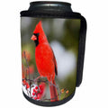 3dRose Danita Delimont - Birds - Northern Cardinal male in Common Winterberry bush in winter, Illinois - Can Cooler Bottle Wrap (cc_259308)