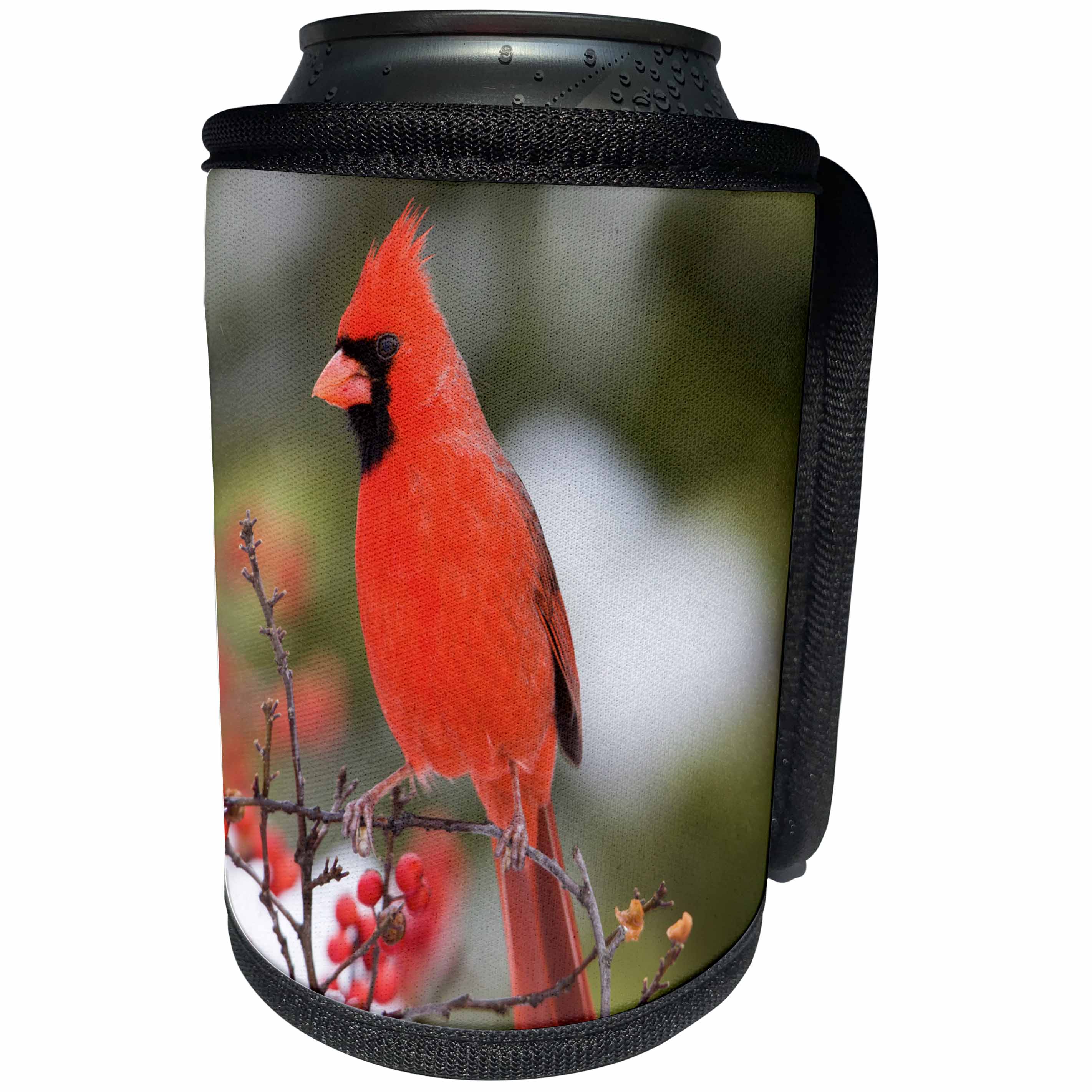 3dRose Danita Delimont - Birds - Northern Cardinal male in Common Winterberry bush in winter, Illinois - Can Cooler Bottle Wrap (cc_259308)