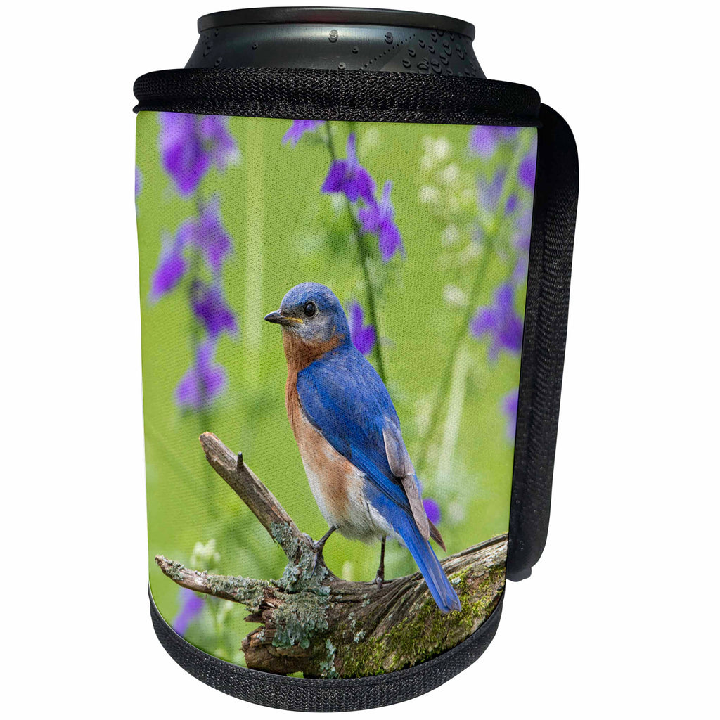 3dRose Danita Delimont - Birds - Eastern Bluebird, Sialia Sialis, male in flower garden, Marion Co., IL - Can Cooler Bottle Wrap (cc_259314)