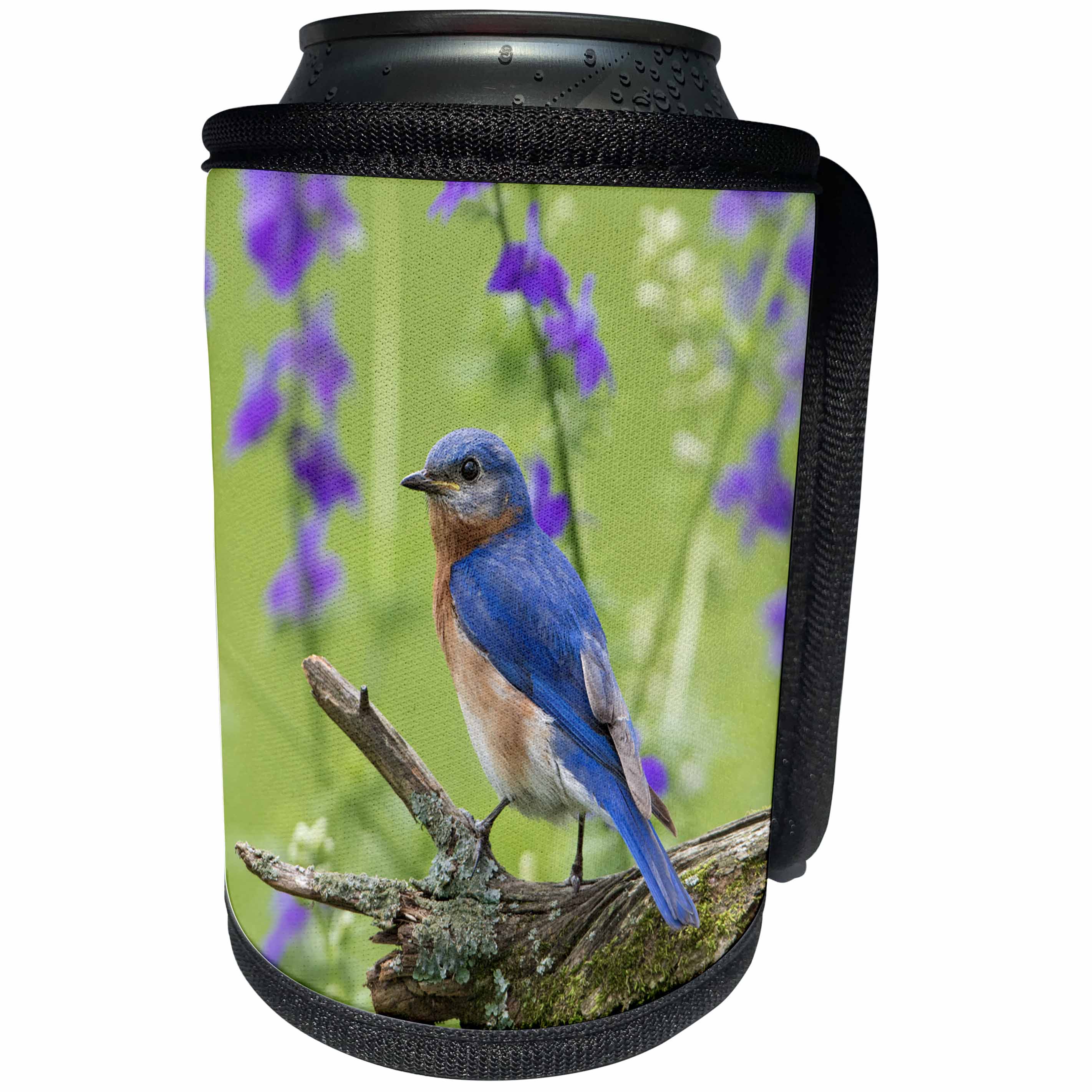 3dRose Danita Delimont - Birds - Eastern Bluebird, Sialia Sialis, male in flower garden, Marion Co., IL - Can Cooler Bottle Wrap (cc_259314)
