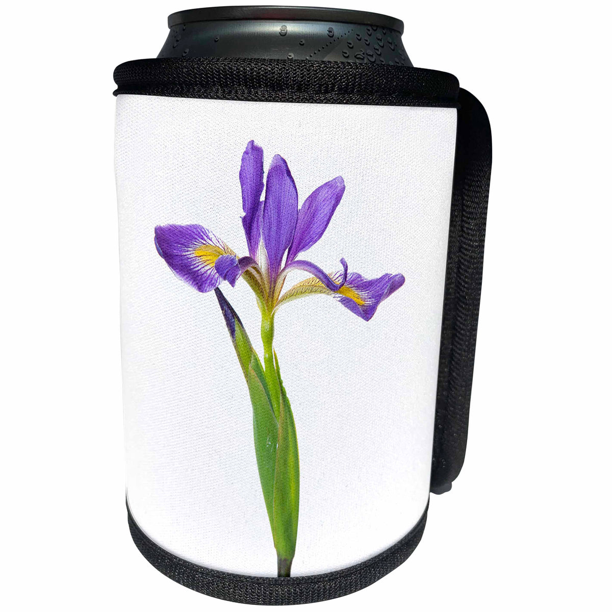 3dRose Danita Delimont - Flowers - Blue Flag Iris, Iris versicolor, with white background, Marion Co., IL - Can Cooler Bottle Wrap (cc_259320)