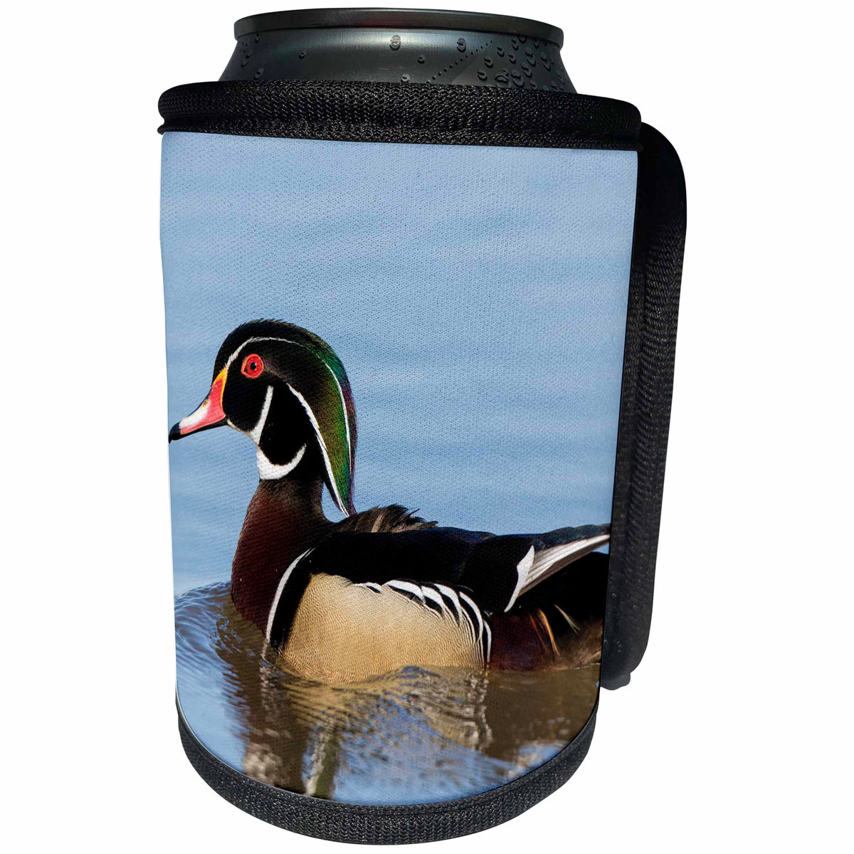 3dRose Danita Delimont - Ducks - Wood Duck male in wetland, Marion County, Illinois - Can Cooler Bottle Wrap (cc_259324)