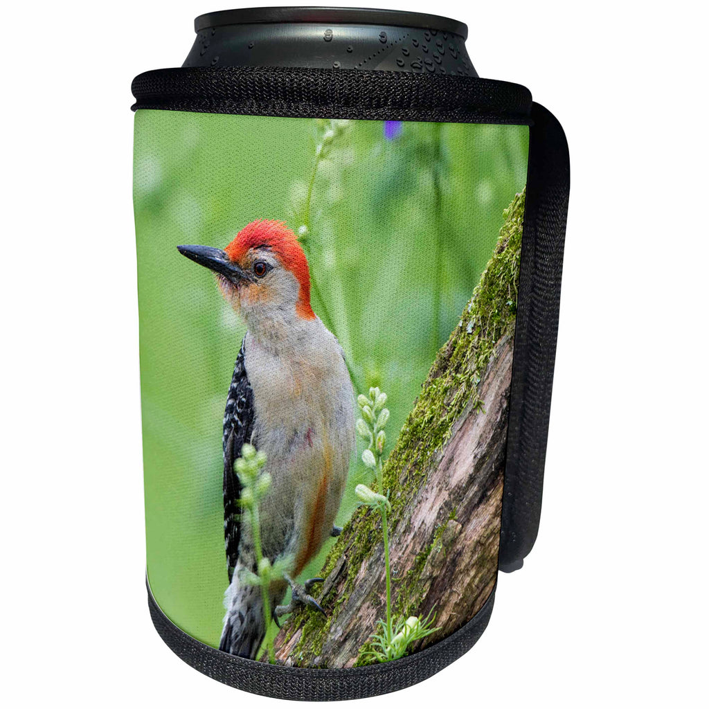 3dRose Danita Delimont - Birds - Red-bellied Woodpecker male in flower garden, Marion County, Illinois - Can Cooler Bottle Wrap (cc_259329)