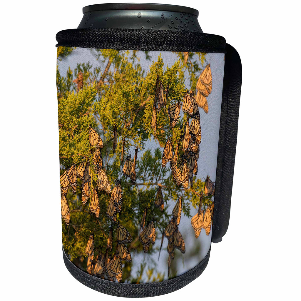3dRose Danita Delimont - Butterflies - Monarch Butterflies in Eastern Red Cedar, Marion County, Illinois - Can Cooler Bottle Wrap (cc_259332)