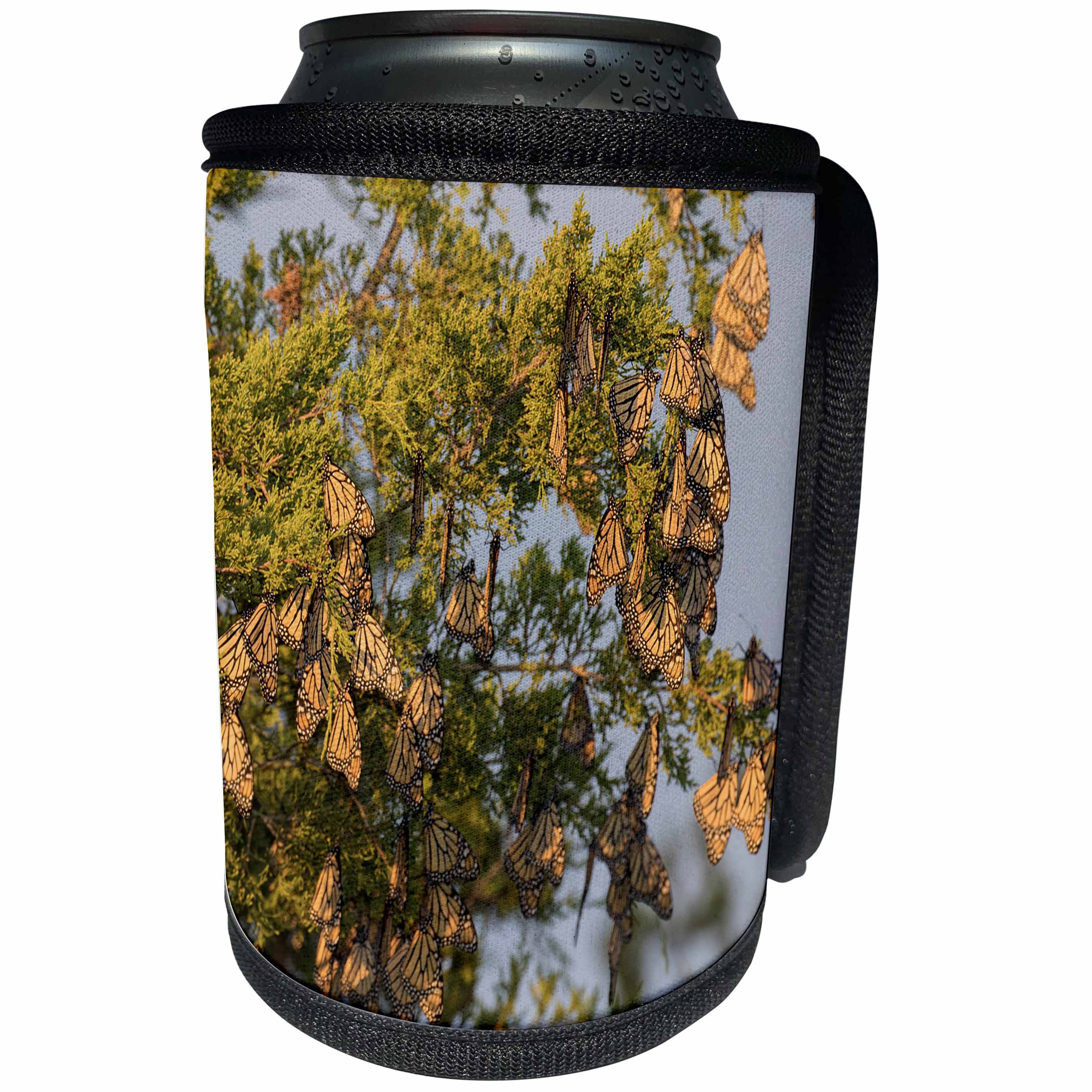 3dRose Danita Delimont - Butterflies - Monarch Butterflies in Eastern Red Cedar, Marion County, Illinois - Can Cooler Bottle Wrap (cc_259332)
