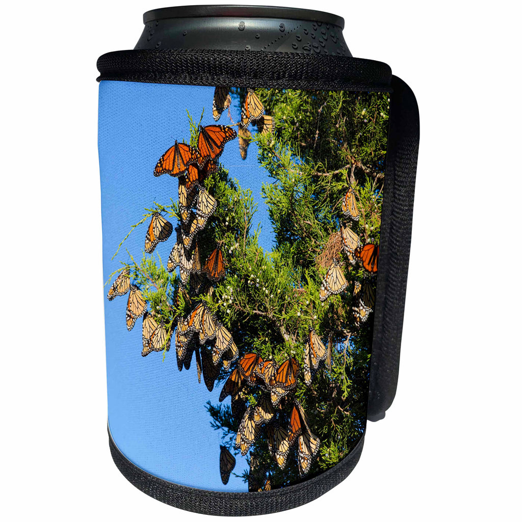 3dRose Danita Delimont - Butterflies - Monarch Butterflies roosting in Eastern Red Cedar, Illinois - Can Cooler Bottle Wrap (cc_259333)