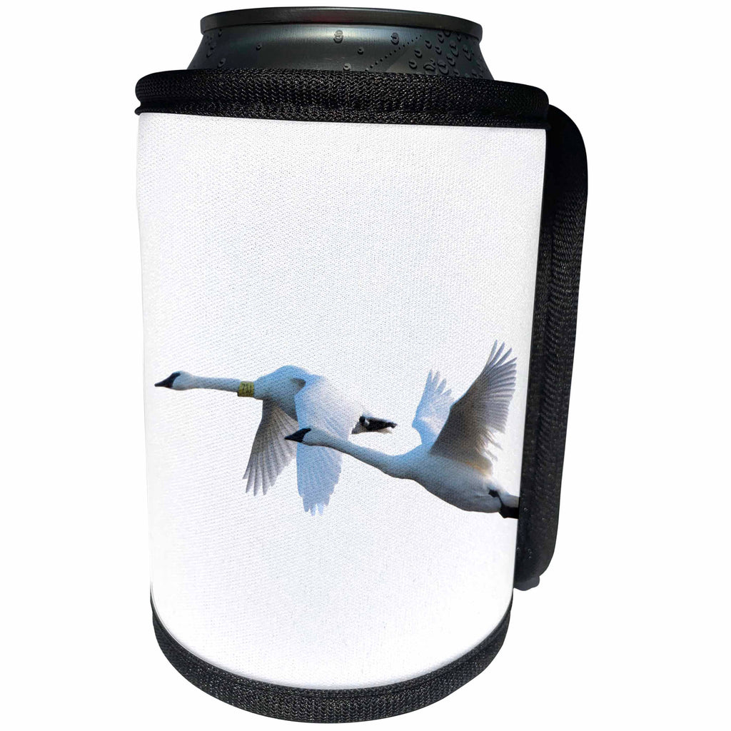 3dRose Danita Delimont - Birds - Trumpeter Swans in flight on white background, Marion Co., Illinois - Can Cooler Bottle Wrap (cc_259335)