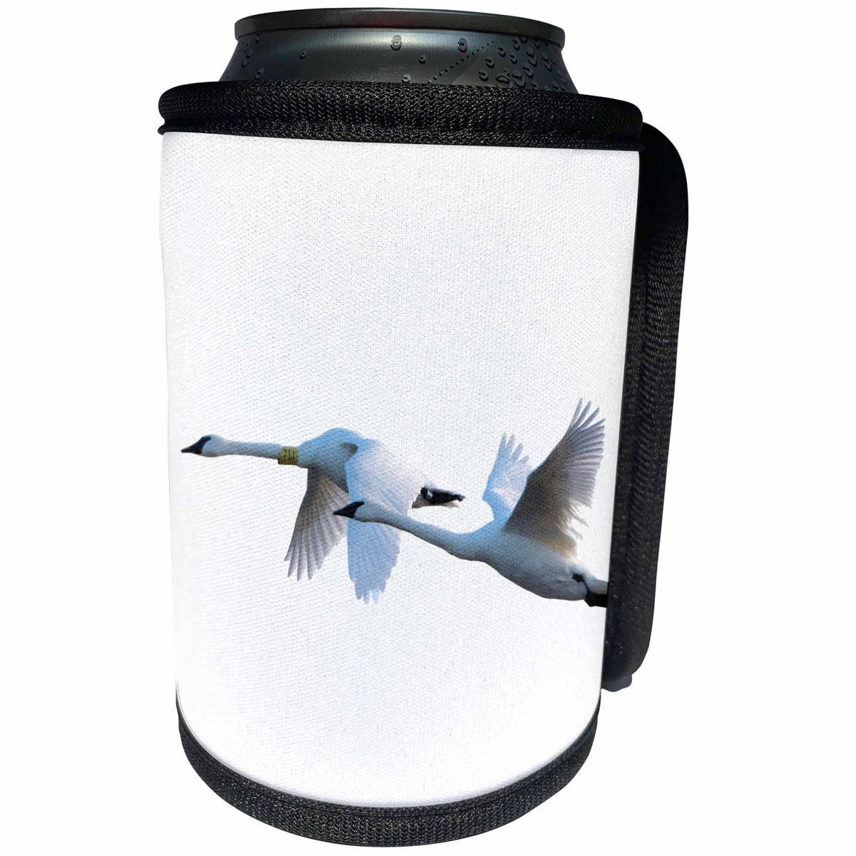 3dRose Danita Delimont - Birds - Trumpeter Swans in flight on white background, Marion Co., Illinois - Can Cooler Bottle Wrap (cc_259335)