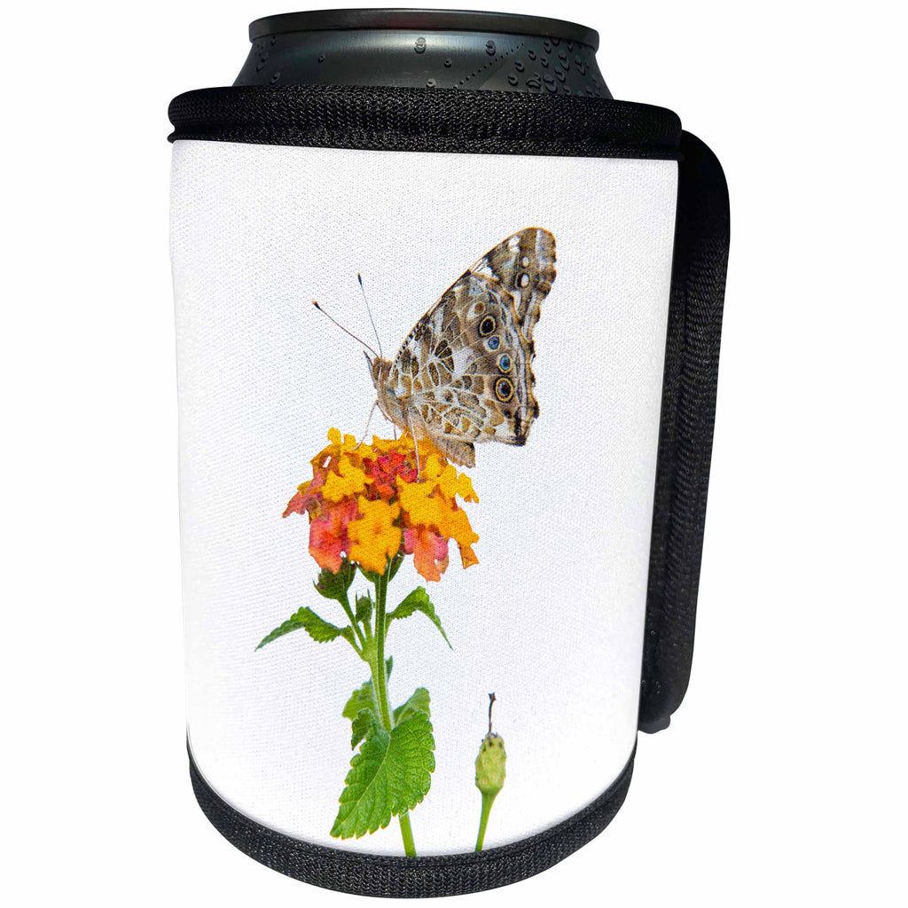 3dRose Danita Delimont - Butterflies - Painted Lady Butterfly on lantana, Marion County, Illinois - Can Cooler Bottle Wrap (cc_259337)
