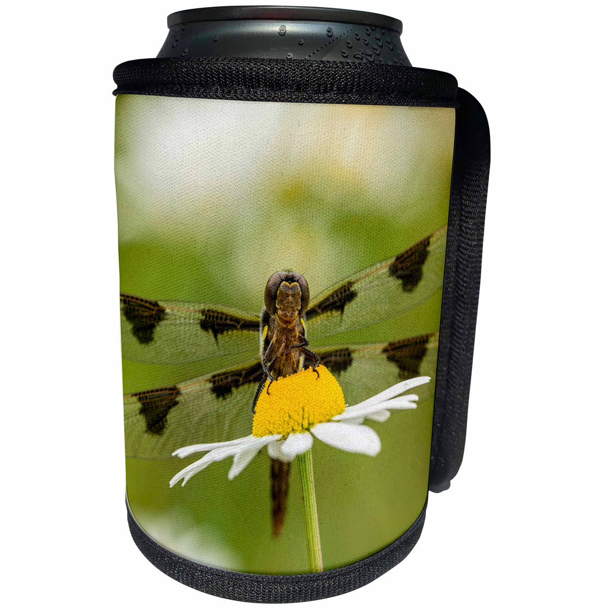 3dRose Danita Delimont - Insects - Female Blue Dasher dragonfly on daisy, Kentucky - Can Cooler Bottle Wrap (cc_259350)