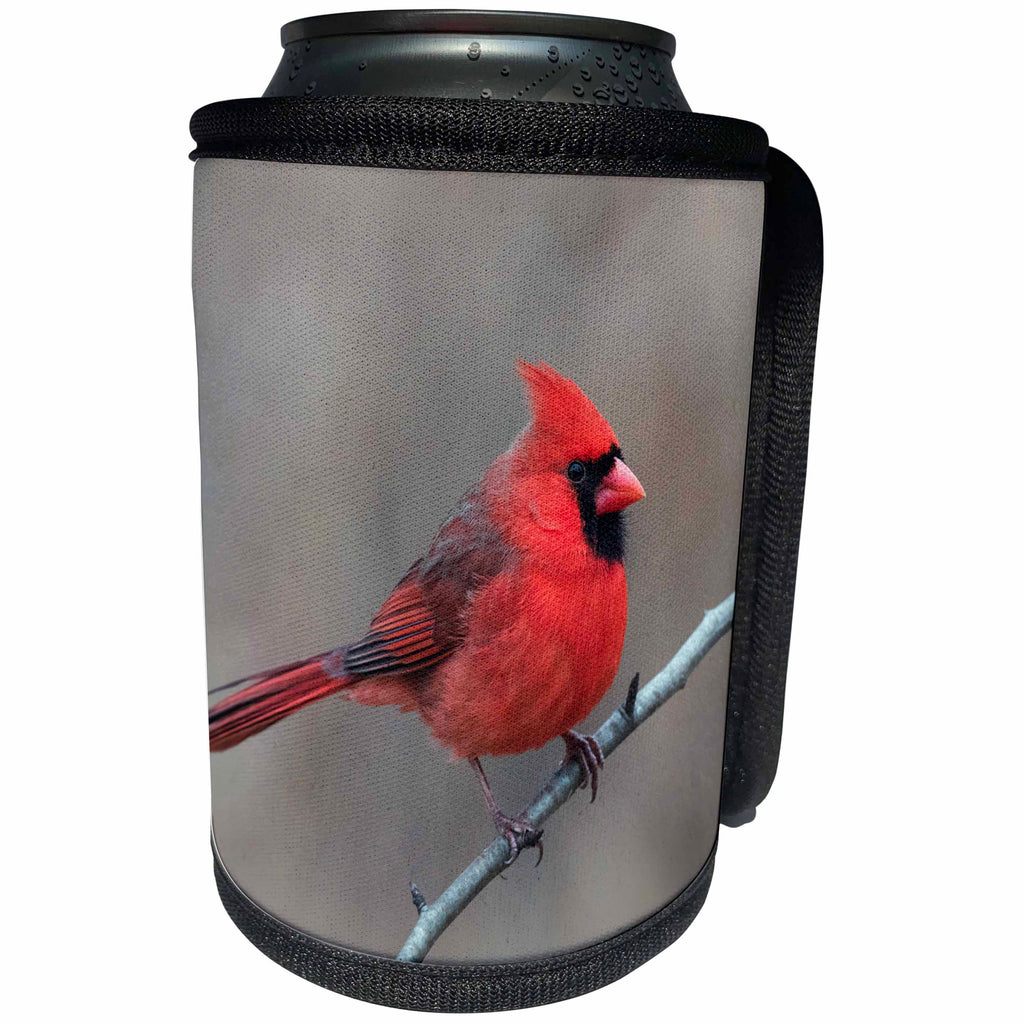 3dRose Danita Delimont - Birds - Male Northern Cardinal in winter, Cardinals cardinals, Kentucky - Can Cooler Bottle Wrap (cc_259352)