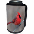 3dRose Danita Delimont - Birds - Male Northern Cardinal in winter, Cardinals cardinals, Kentucky - Can Cooler Bottle Wrap (cc_259352)