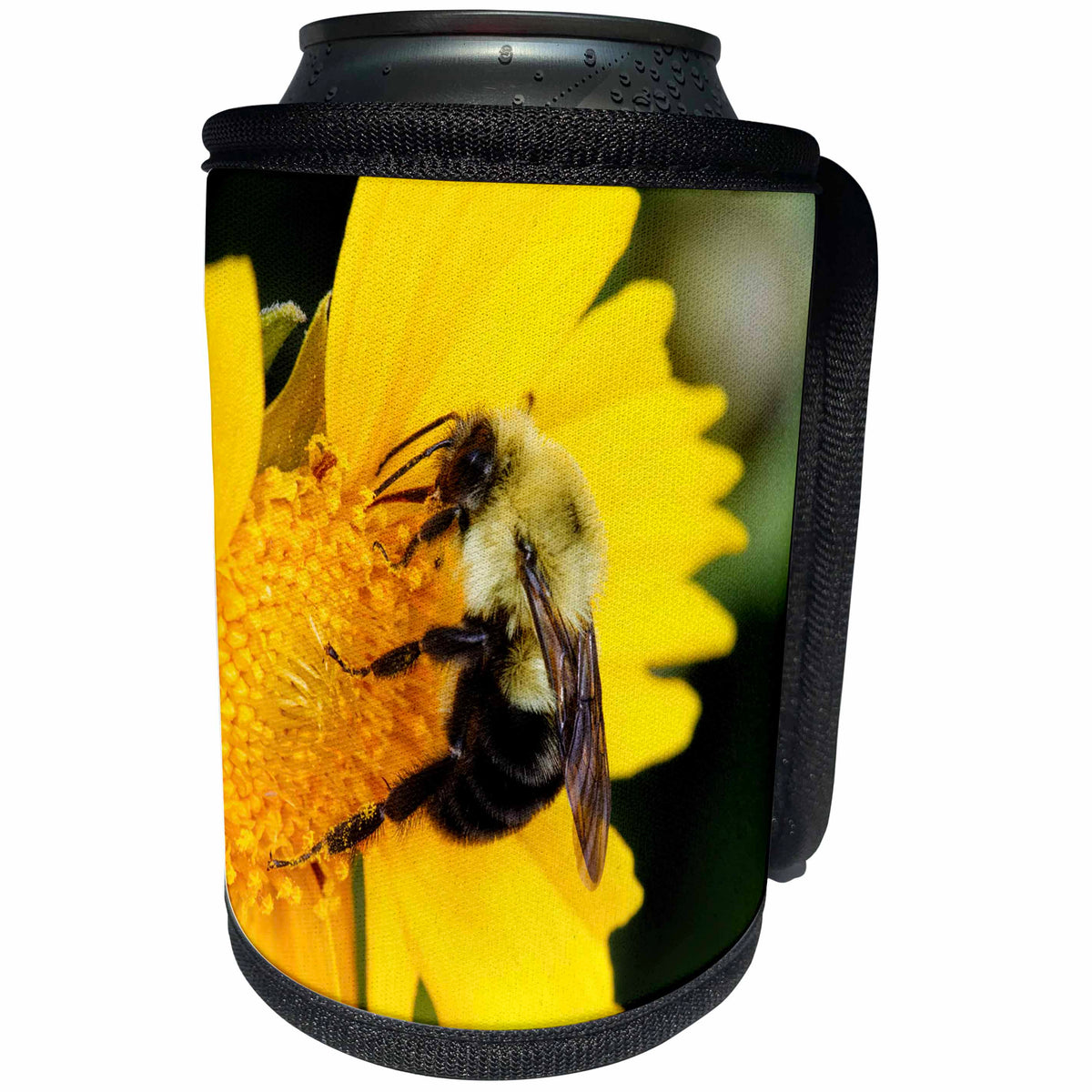 3dRose Danita Delimont - Insects - Carpenter Bee collecting nectar, Kentucky - Can Cooler Bottle Wrap (cc_259358)