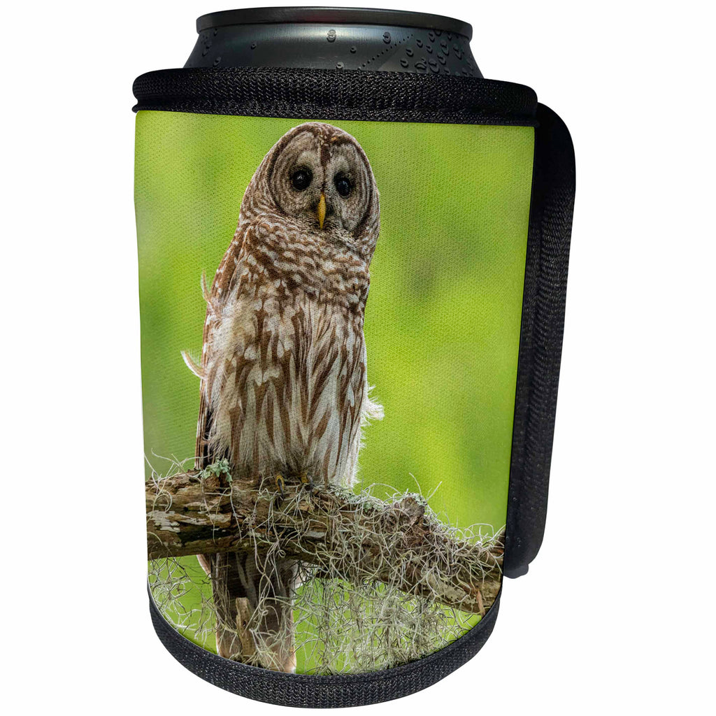 3dRose Danita Delimont - Owls - USA, Louisiana. Barred owl on tree limb. - Can Cooler Bottle Wrap (cc_259373)
