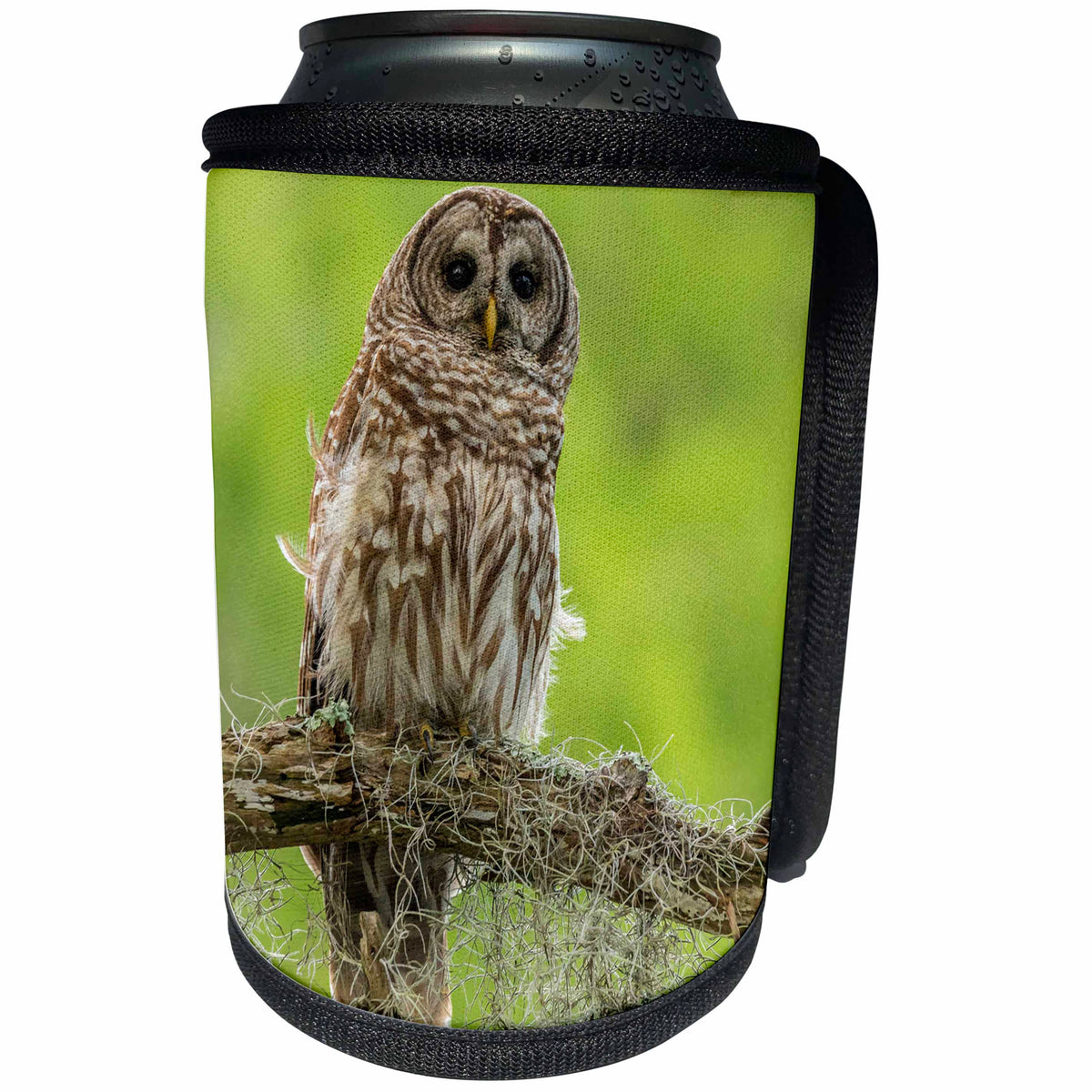 3dRose Danita Delimont - Owls - USA, Louisiana. Barred owl on tree limb. - Can Cooler Bottle Wrap (cc_259373)
