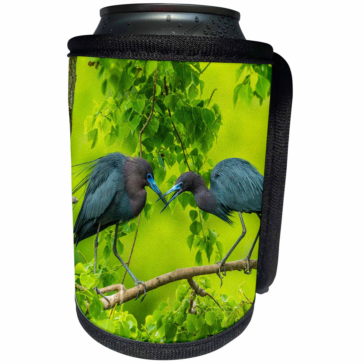 3dRose Danita Delimont - Birds - USA, Louisiana, Jefferson Island. Little blue heron courtship behavior - Can Cooler Bottle Wrap (cc_259377)