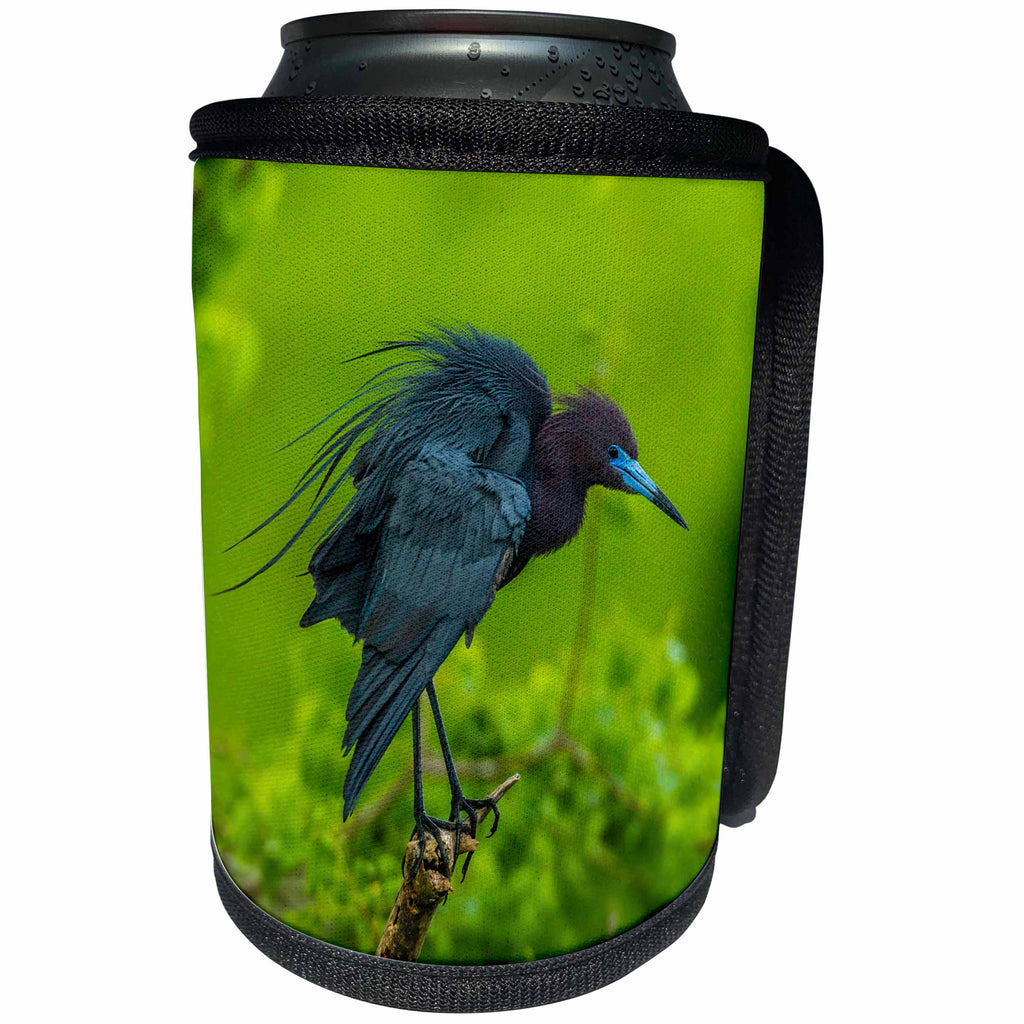 3dRose Danita Delimont - Birds - USA, Louisiana, Jefferson Island. Little blue heron on limb. - Can Cooler Bottle Wrap (cc_259378)