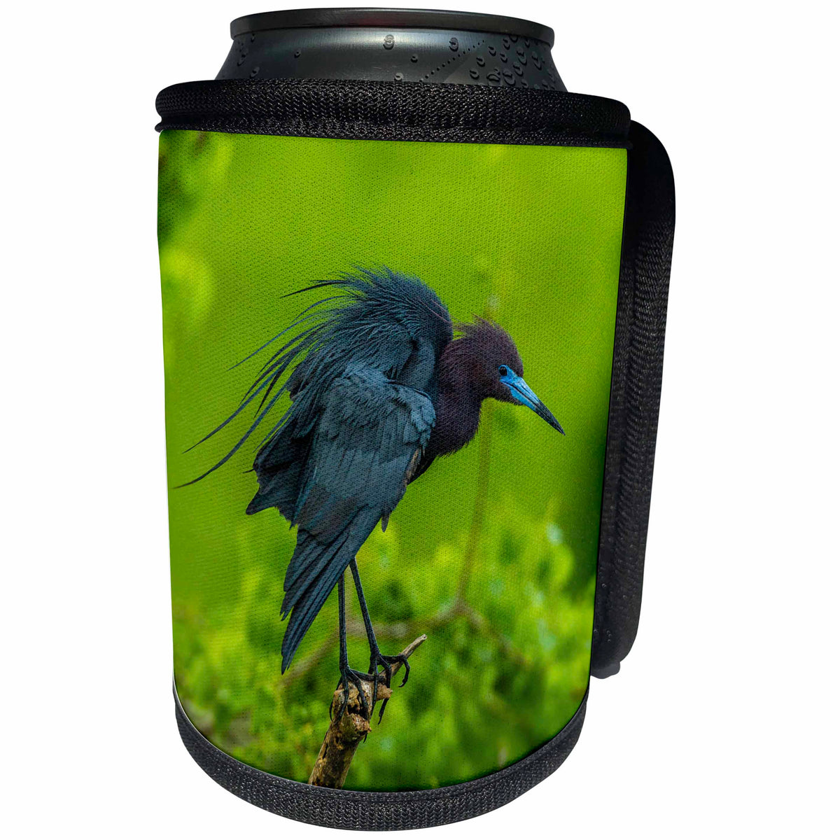 3dRose Danita Delimont - Birds - USA, Louisiana, Jefferson Island. Little blue heron on limb. - Can Cooler Bottle Wrap (cc_259378)
