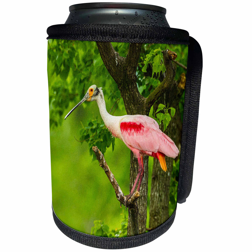 3dRose Danita Delimont - Birds - USA, Louisiana, Jefferson Island. Roseate spoonbill on limb. - Can Cooler Bottle Wrap (cc_259379)