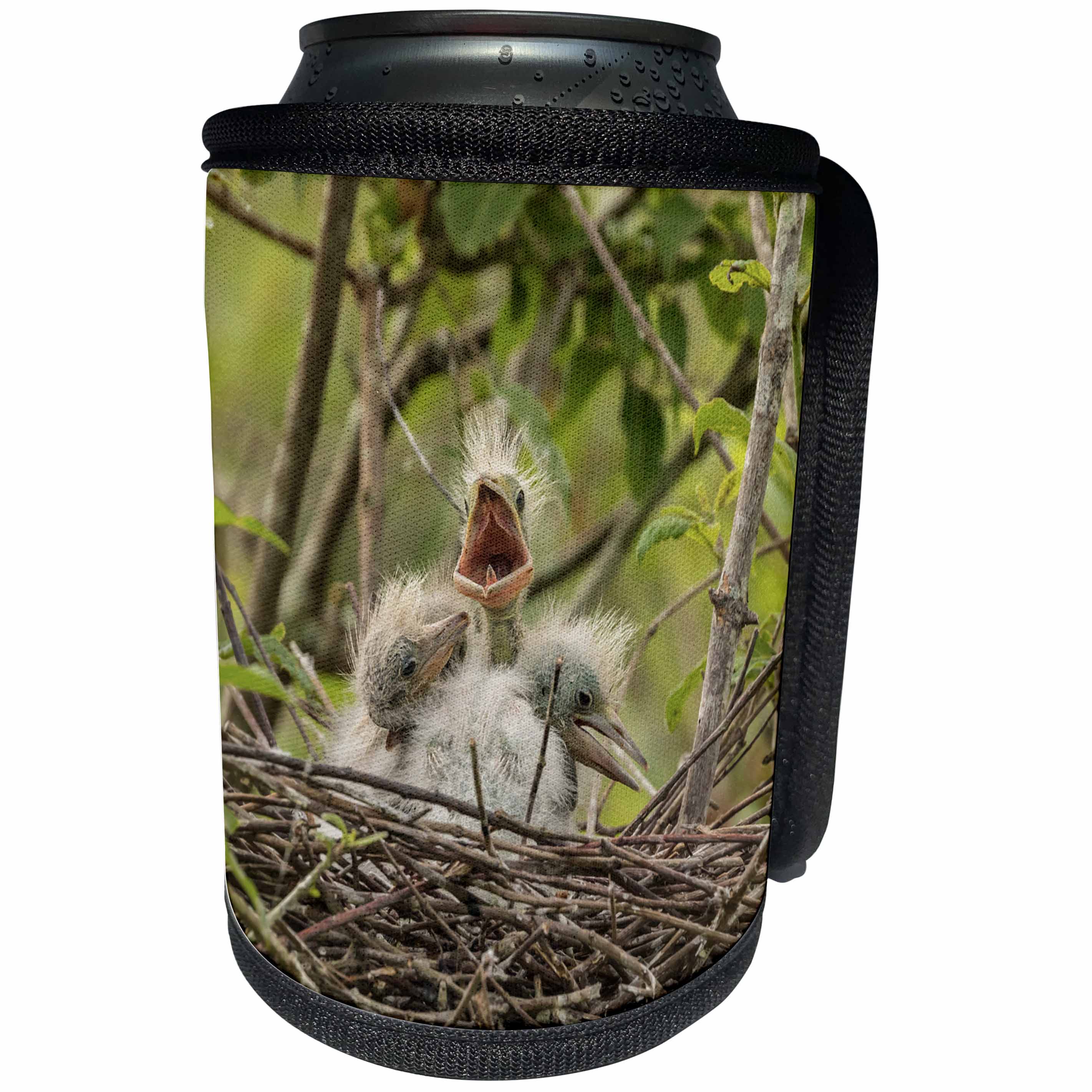 3dRose Danita Delimont - birds - USA, Louisiana, Millers Lake. Trio of Cattle egret chicks in nest. - Can Cooler Bottle Wrap (cc_259383)