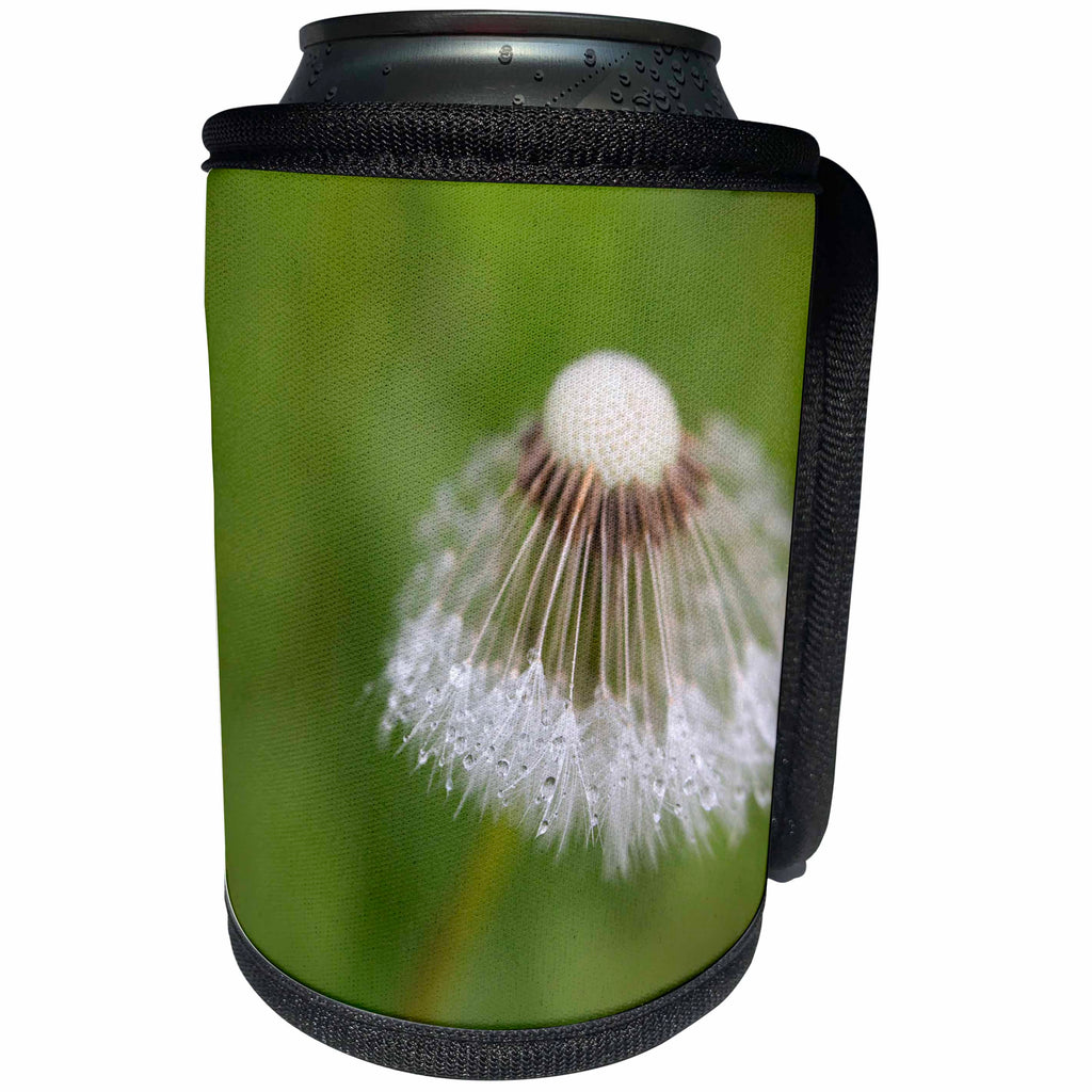 3dRose Danita Delimont - Flowers - USA, Maine, Harpswell. Dew on dandelion. - Can Cooler Bottle Wrap (cc_259387)
