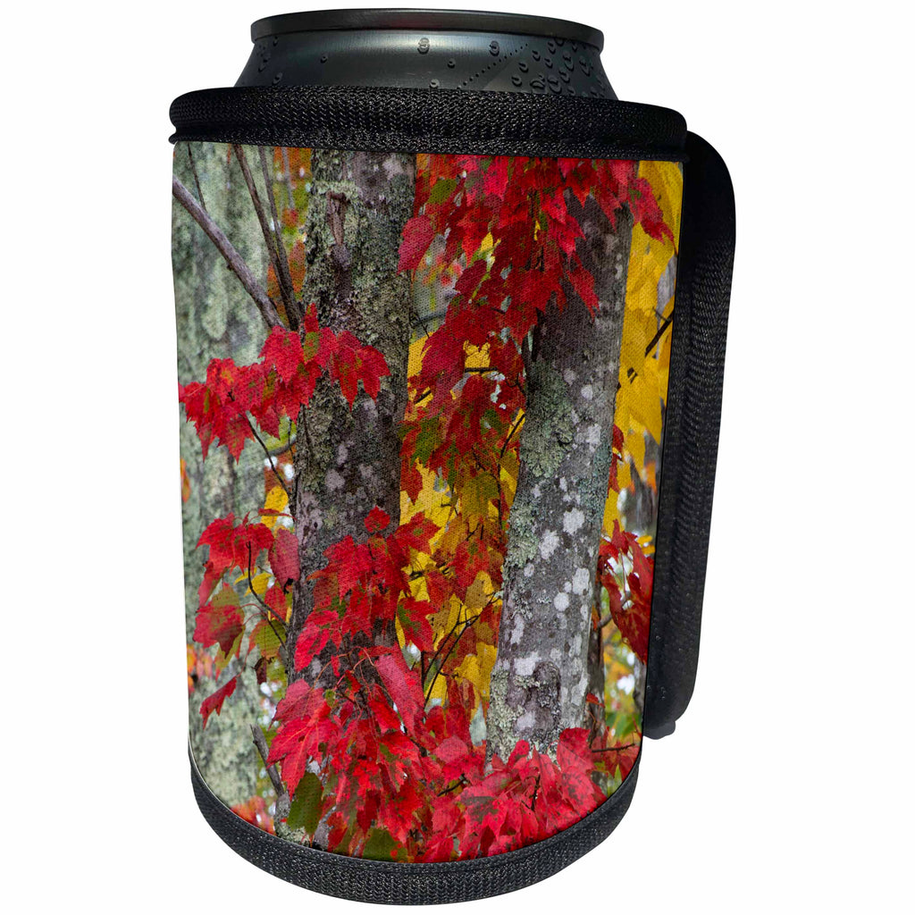 3dRose Danita Delimont - Trees - USA, Maine, Acadia National Park, Autumn foliage - Can Cooler Bottle Wrap (cc_259416)