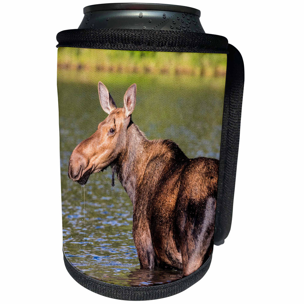 3dRose Danita Delimont - Moose - Female moose feeding in Glacier National Park, Montana, USA - Can Cooler Bottle Wrap (cc_259597)