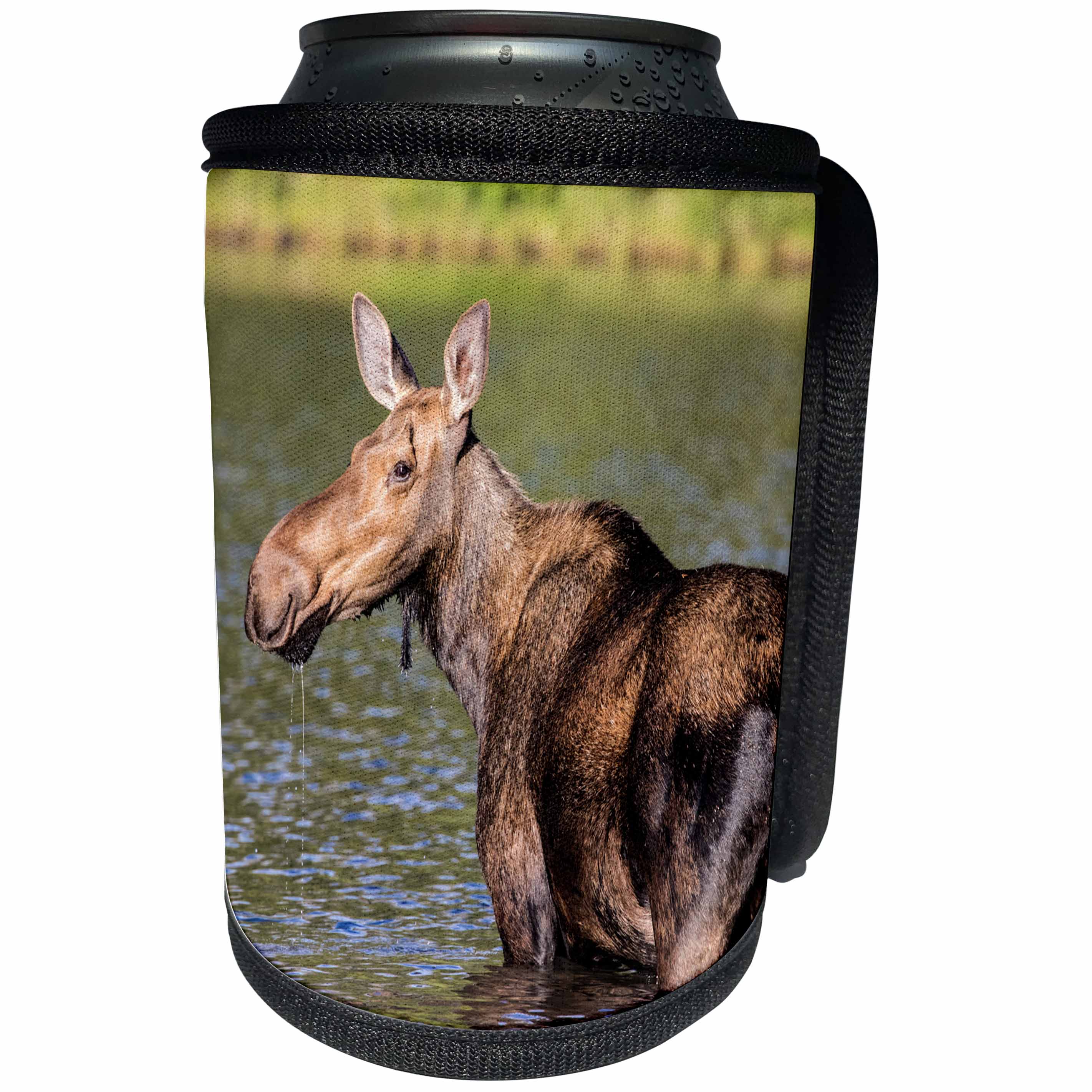 3dRose Danita Delimont - Moose - Female moose feeding in Glacier National Park, Montana, USA - Can Cooler Bottle Wrap (cc_259597)