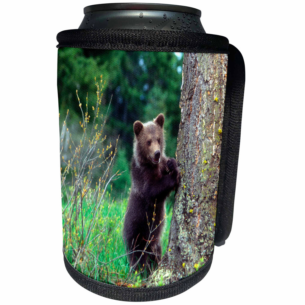 3dRose Danita Delimont - Baby Animals - Grizzly bear cub leaning against a tree looking out for predators - Can Cooler Bottle Wrap (cc_259610)