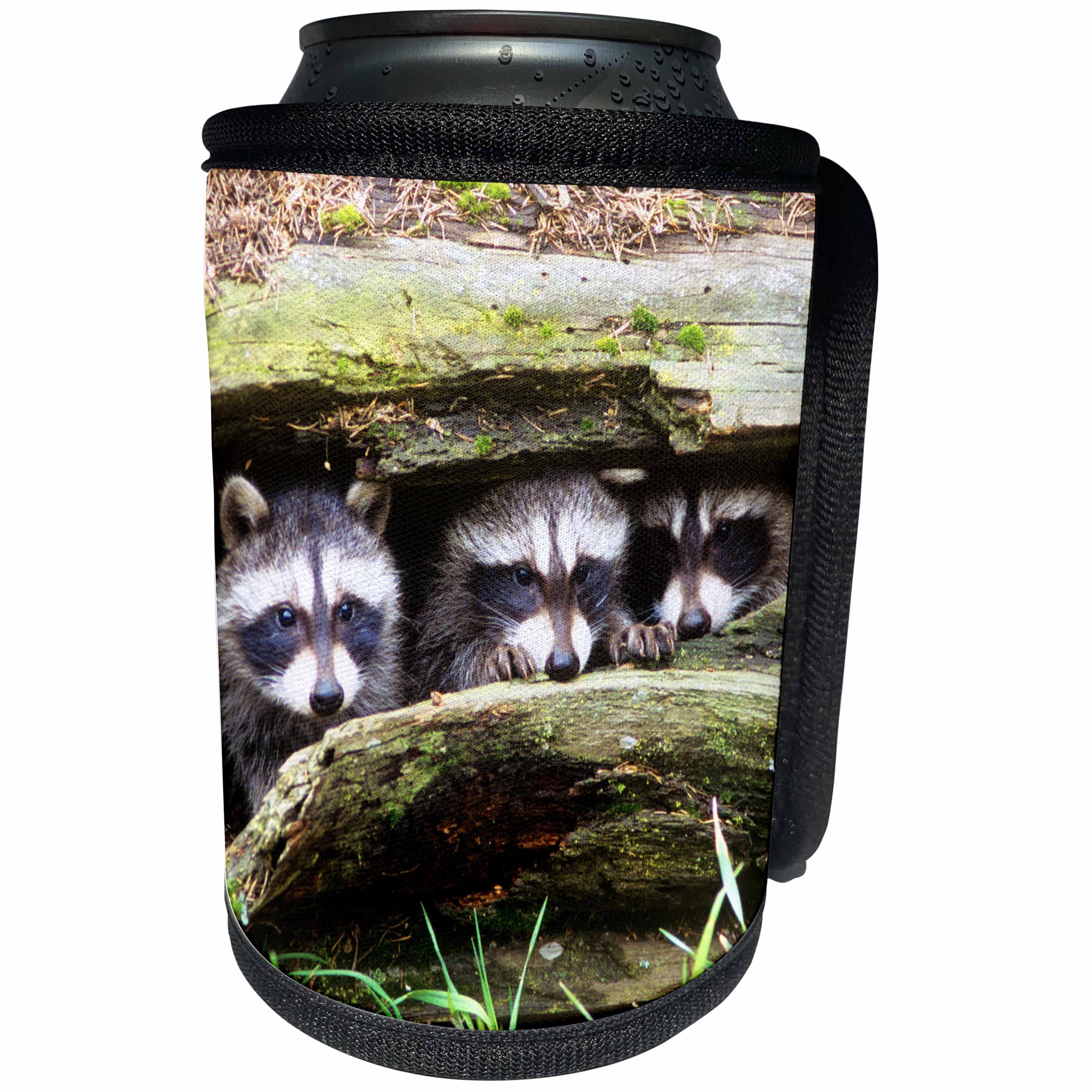 3dRose Danita Delimont - Baby Animals - Three young raccoons in a hollow log, Montana - Can Cooler Bottle Wrap (cc_259612)