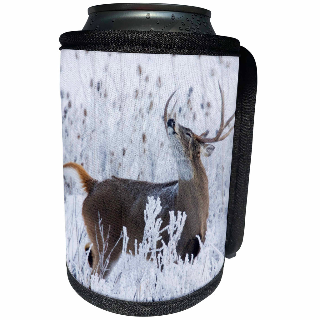3dRose Danita Delimont - Deer - Alerted White-tail Deer Buck - Can Cooler Bottle Wrap (cc_259614)