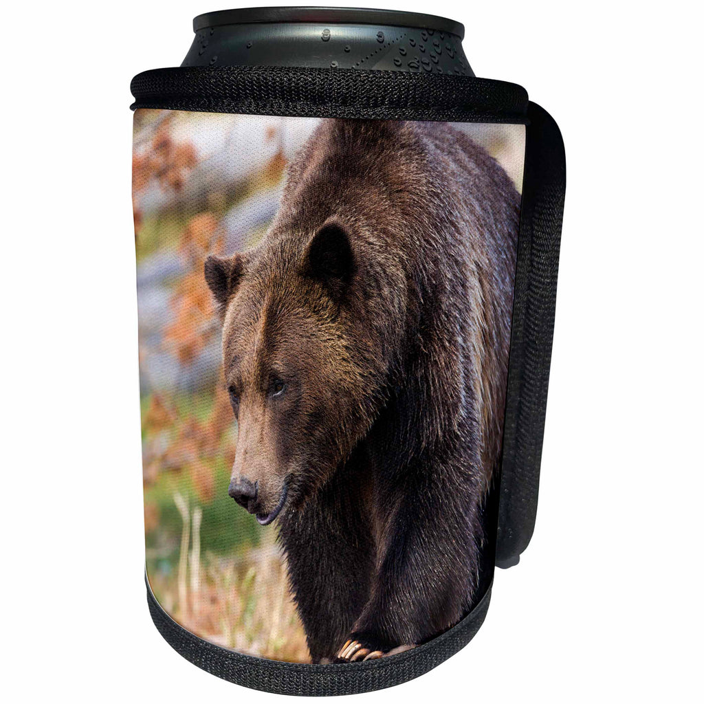 3dRose Danita Delimont - bears - Grizzly bear, Ursus arctos, West Yellowstone, Montana - Can Cooler Bottle Wrap (cc_259615)
