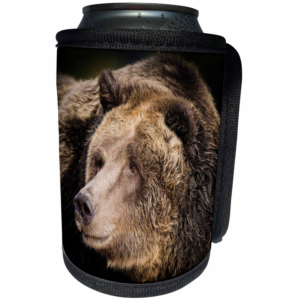 3dRose Danita Delimont - Bears - Grizzly bear headshot, Ursus arctos, West Yellowstone, Montana - Can Cooler Bottle Wrap (cc_259617)