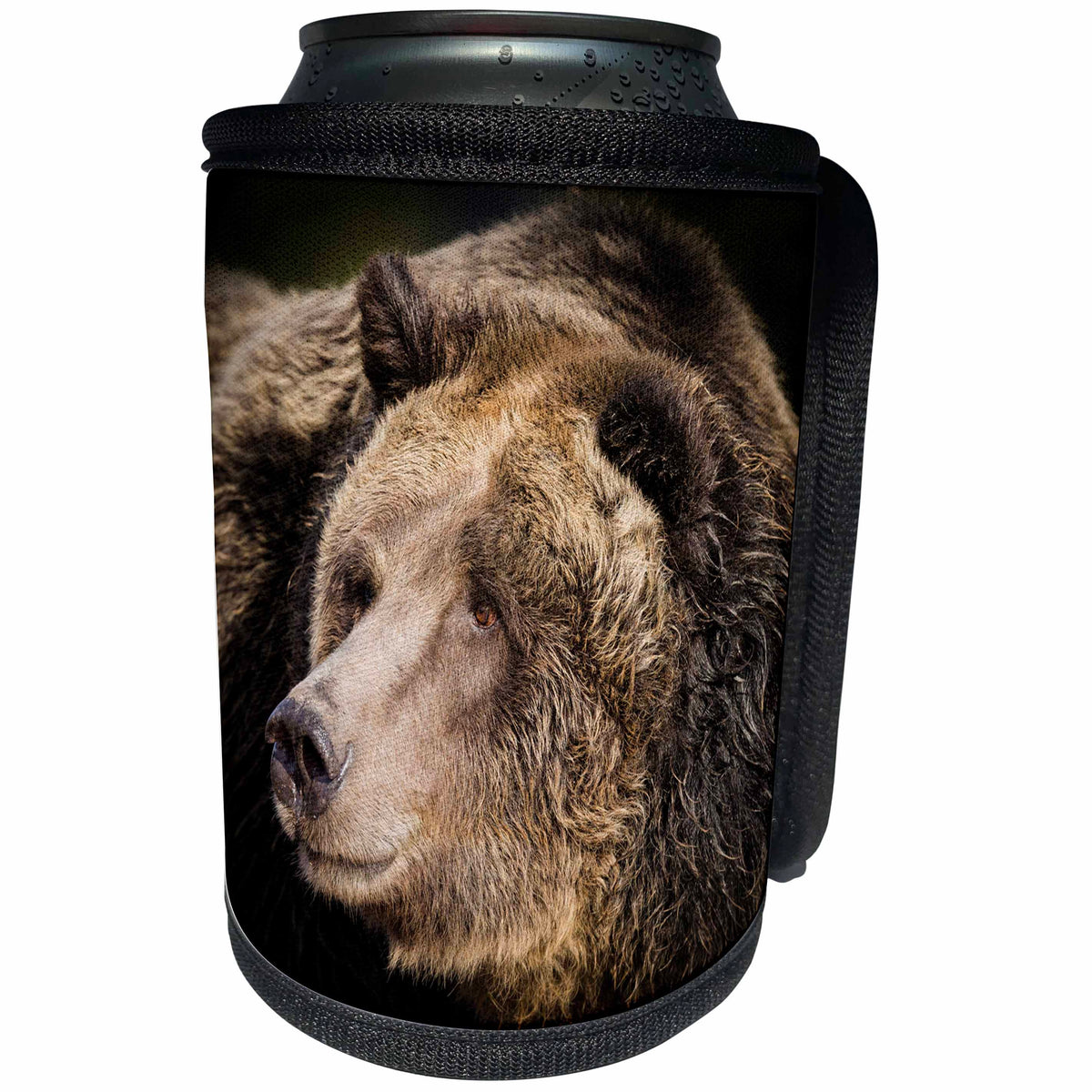 3dRose Danita Delimont - Bears - Grizzly bear headshot, Ursus arctos, West Yellowstone, Montana - Can Cooler Bottle Wrap (cc_259617)