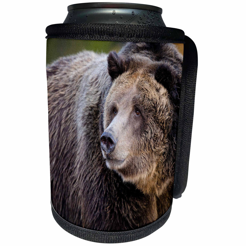 3dRose Danita Delimont - Bears - Grizzly Bear, West Yellowstone, Montana - Can Cooler Bottle Wrap (cc_259618)