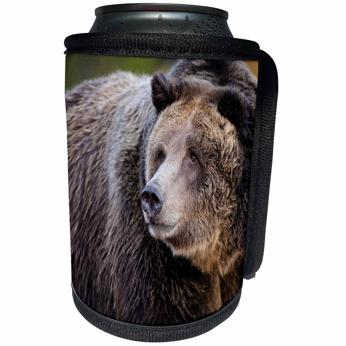 3dRose Danita Delimont - Bears - Grizzly Bear, West Yellowstone, Montana - Can Cooler Bottle Wrap (cc_259618)