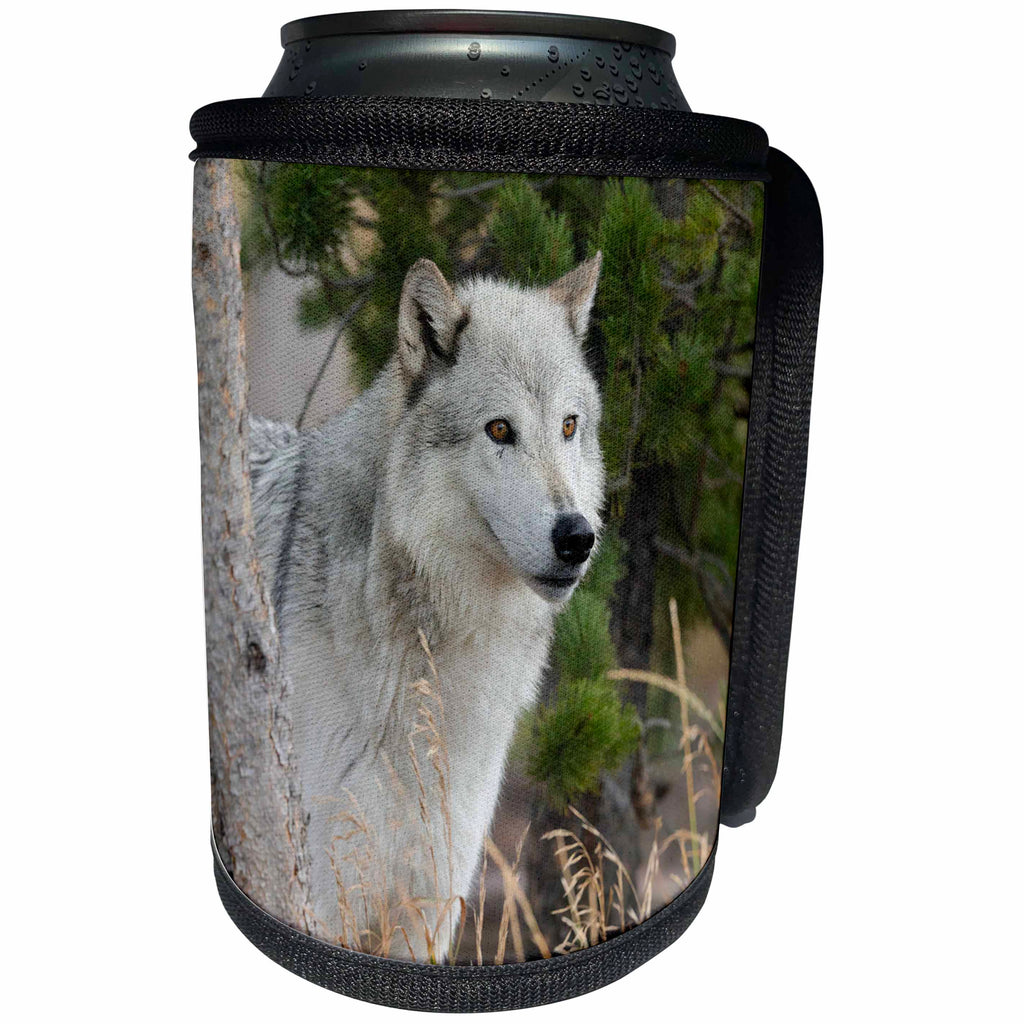 3dRose Danita Delimont - Wolves - Gray Wolf, Canis lupus, West Yellowstone, Montana - Can Cooler Bottle Wrap (cc_259619)