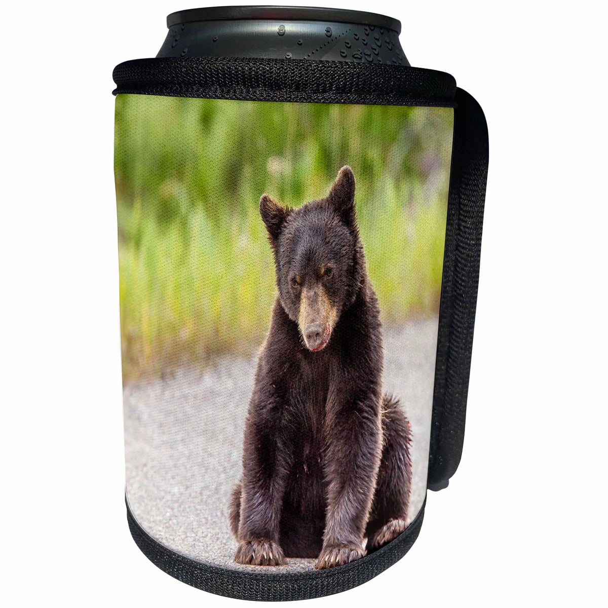 3dRose Danita Delimont - Baby Animals - Montana, Glacier National Park, Grizzley Bear Cub. - Can Cooler Bottle Wrap (cc_259620)