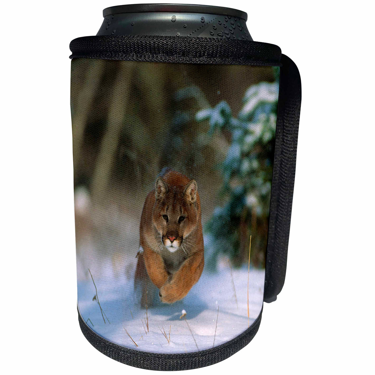 3dRose Danita Delimont - Puma - Mountain lion, Felis concolor, running, captive animal, Montana - Can Cooler Bottle Wrap (cc_259625)