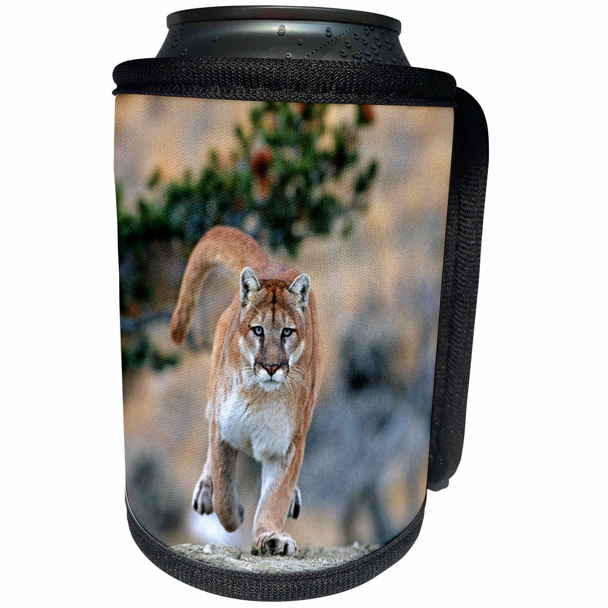3dRose Danita Delimont - Puma - Mountain Lion, Felis concolor, running, Montana - Can Cooler Bottle Wrap (cc_259626)