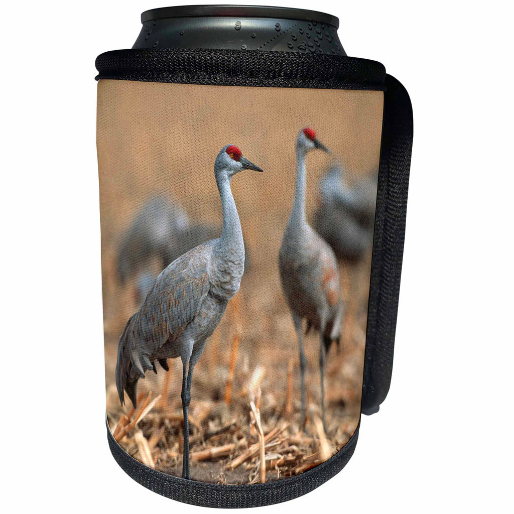 3dRose Danita Delimont - Birds - Sandhill Cranes, Grus canadensis, in corn field near Kearney, Nebraska - Can Cooler Bottle Wrap (cc_259686)