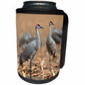 3dRose Danita Delimont - Birds - Sandhill Cranes, Grus canadensis, in corn field near Kearney, Nebraska - Can Cooler Bottle Wrap (cc_259686)