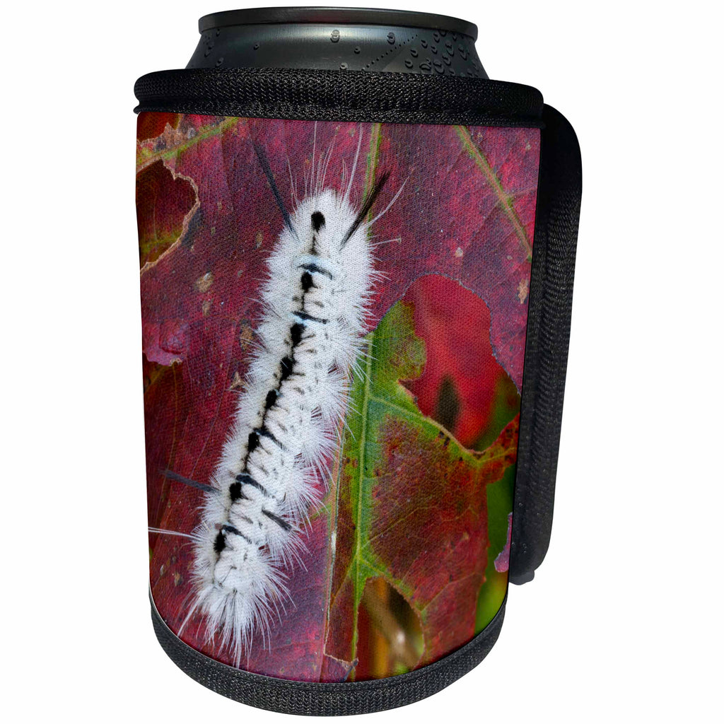 3dRose Danita Delimont - Insects - Usa, New Hampshire. White Wooly Bear Caterpillar eating a Maple leaf - Can Cooler Bottle Wrap (cc_259705)